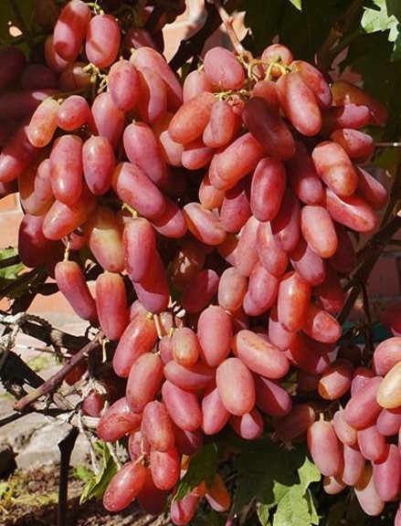 Виноград Юбилей Новочеркасска