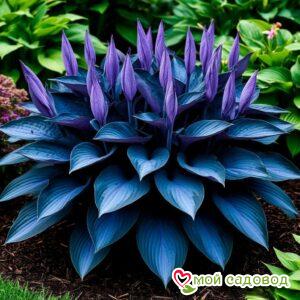 Хоста Сикрет Гров